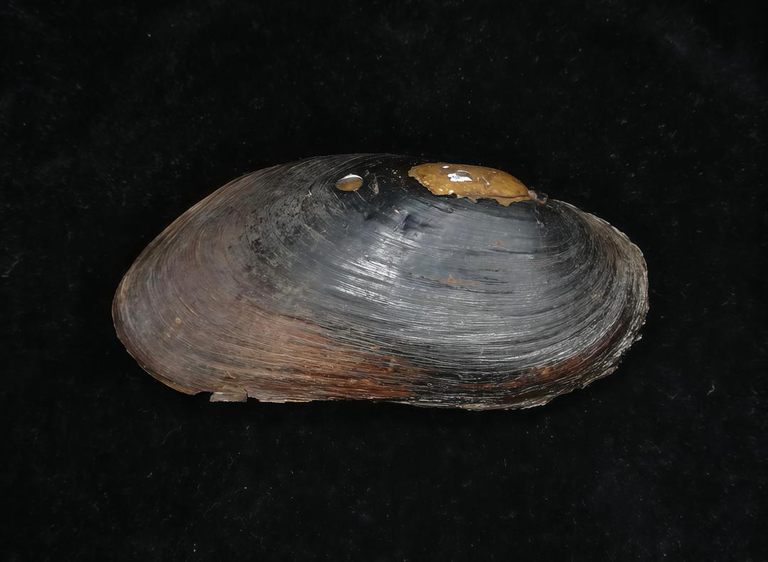 Clams Live Opening