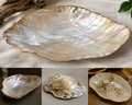 On-site customization / Ready-made purchase – Shell-crafted plates